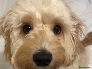 Sproodle dogs Male Toy Cockapoo 7 months old - Advert 2