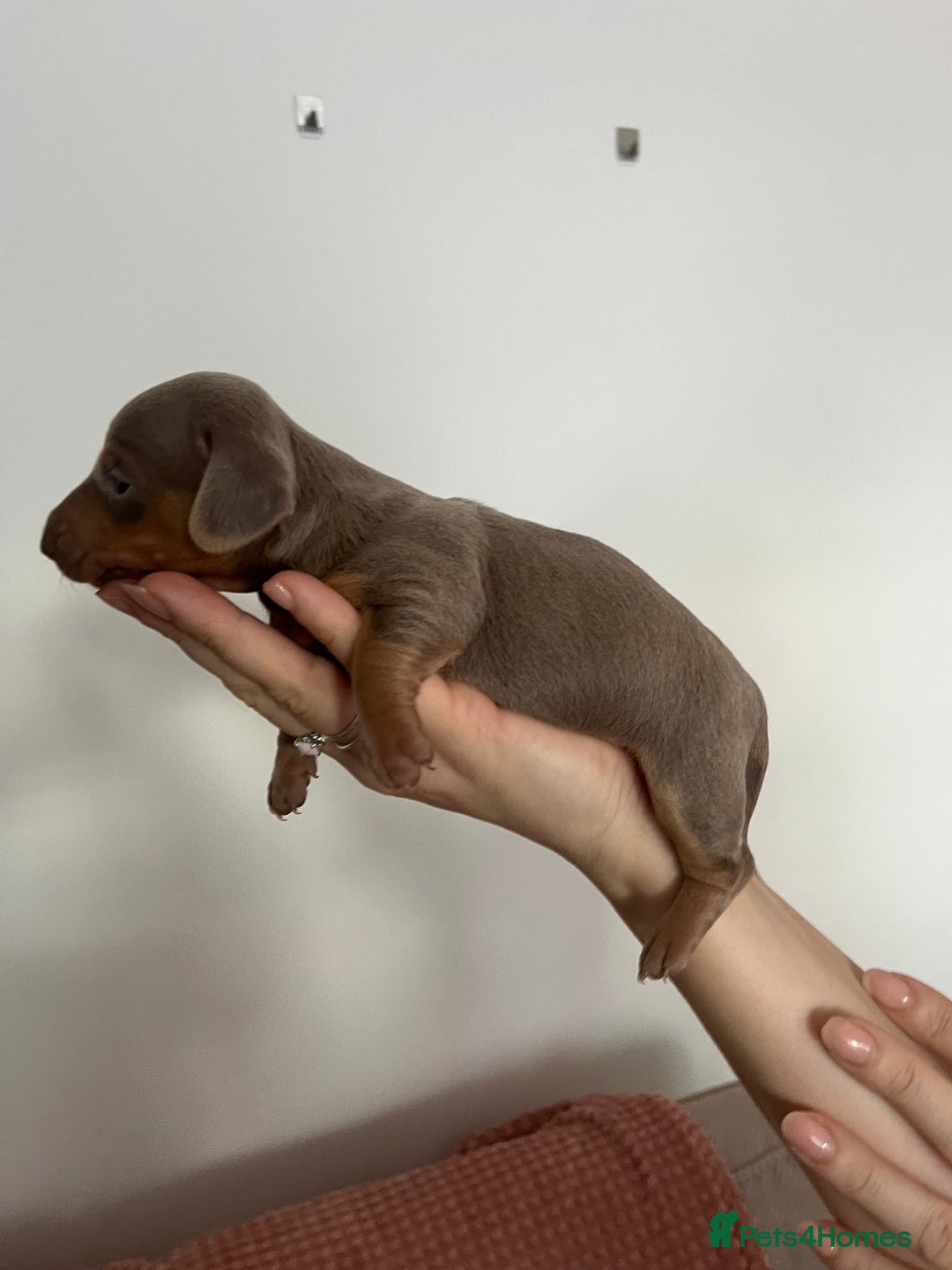 Miniature Dachshund dogs for sale: Miniature dachshund (short haired) - Advert 14