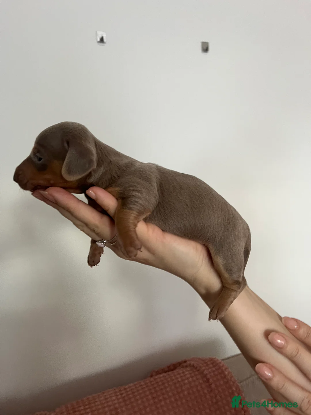 Miniature Dachshund dogs for sale: Miniature dachshund (short haired) - Advert 18