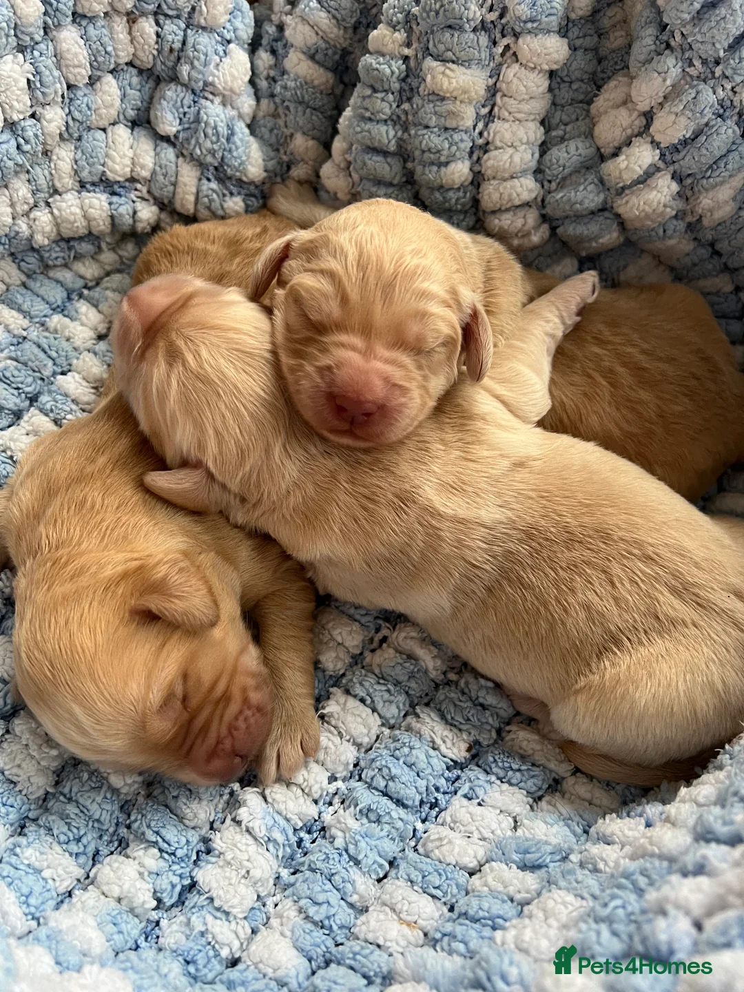 Labradoodle dogs for stud: Chocolate Standard Labradoodle Multigenerational  in Matlock - Advert 33