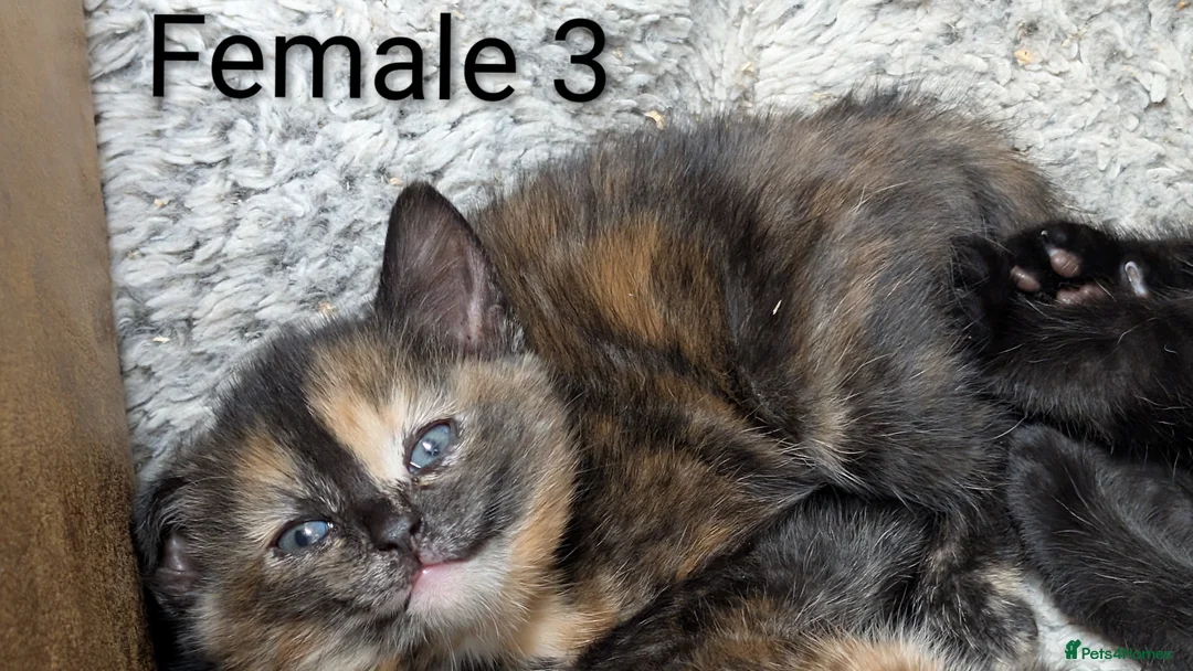 Russian Blue cats for sale: Adorable Russian Blue cross kittens - Advert 14