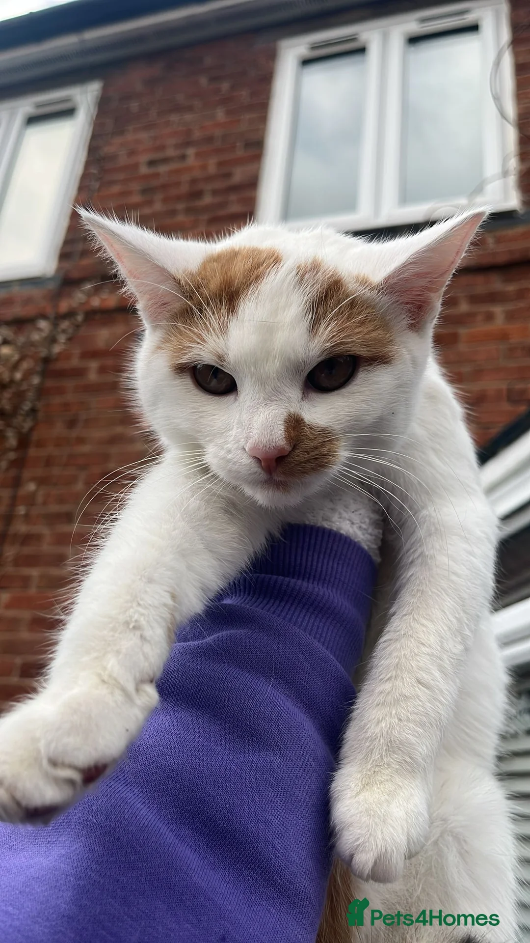 British Shorthair cats for sale: White cat  - Advert 3