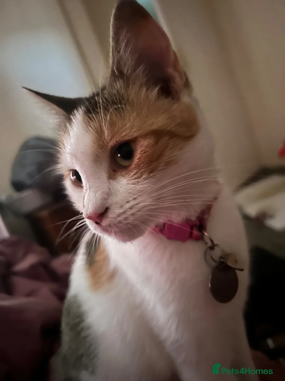Mixed Breed cats for sale: 4 beautiful kittens for sale  - Advert 1