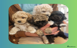 Maltipoo dogs for sale: Rare F2 Toy Maltipoos, DNA Clear + Basic Training - Image 5