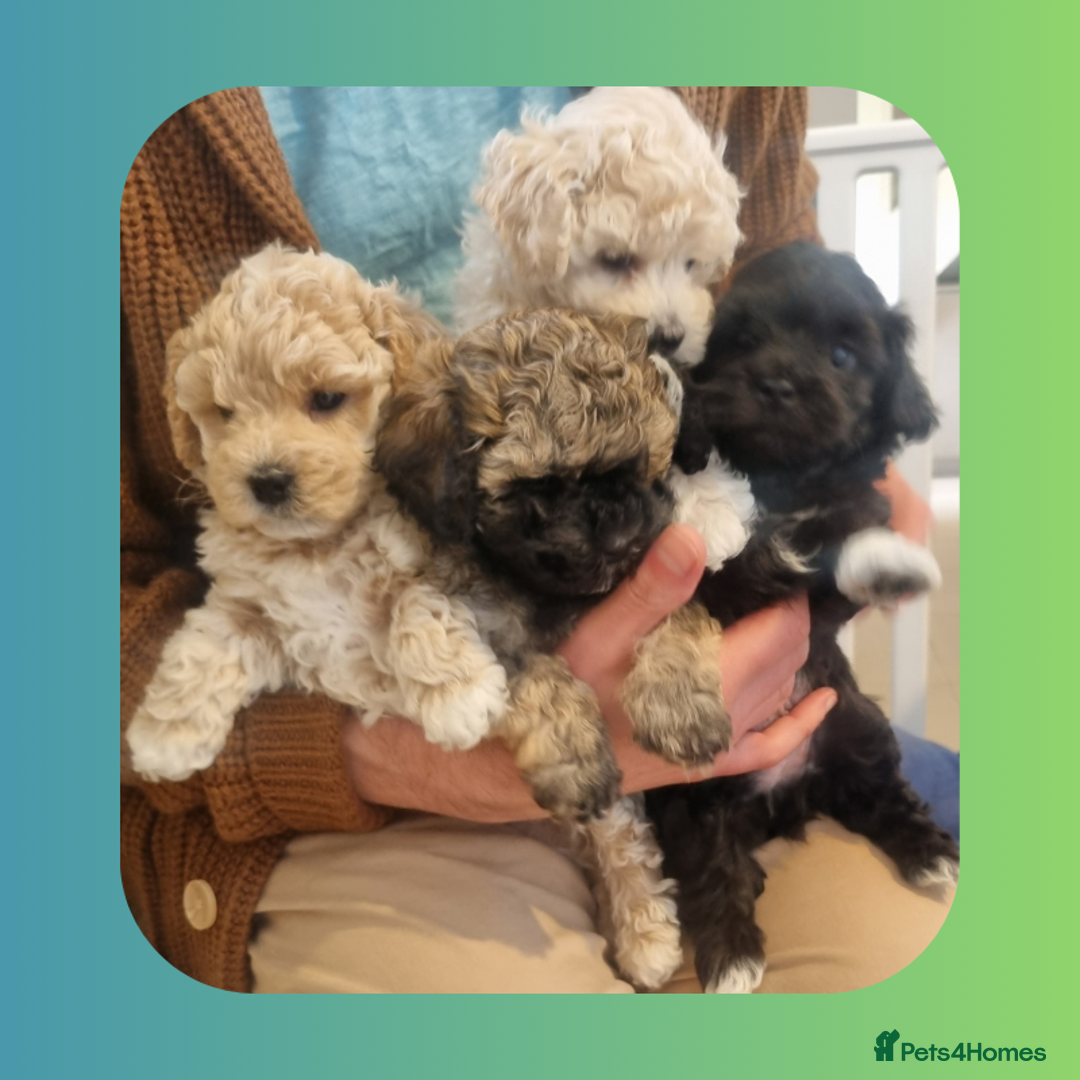 Maltipoo dogs for sale: Rare F2 Toy Maltipoos, DNA Clear + Basic Training - Image 5