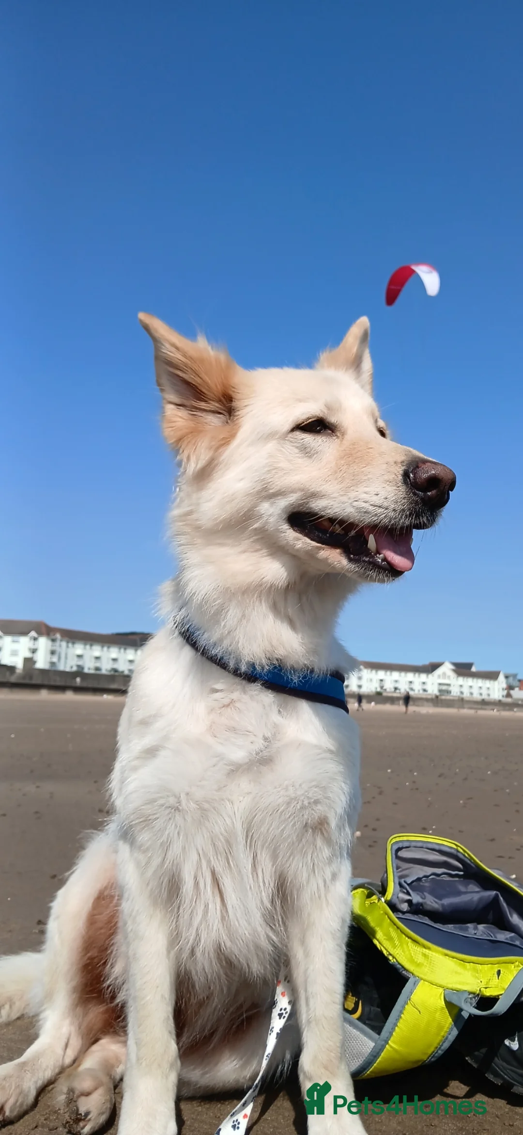 Mixed Breed dogs for sale: White Shepherd Puppies - Advert 2