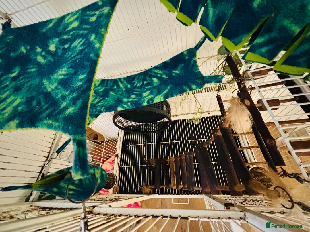 Sugar Glider rodents for sale: 4 x Sugar Gliders and Full Setup - Advert 12