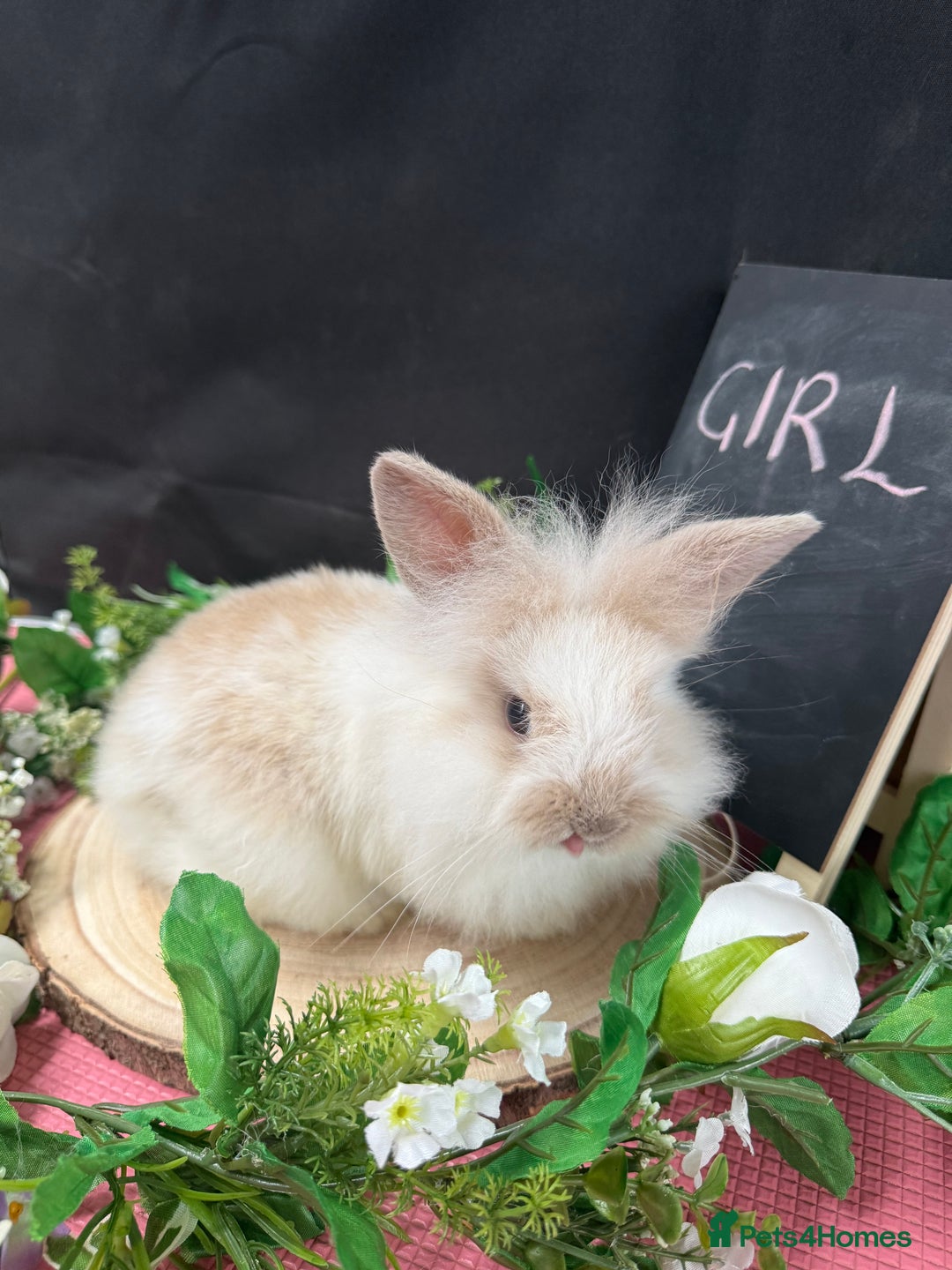 Mini Lion Lop rabbits for sale: Baby mini lion lops AVAILABLE - Image 6