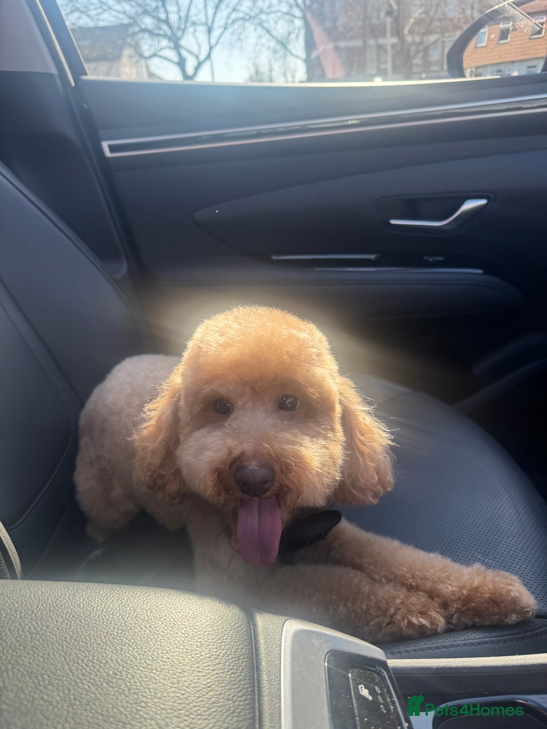 Cockapoo dogs for sale: Coco  - Advert 2