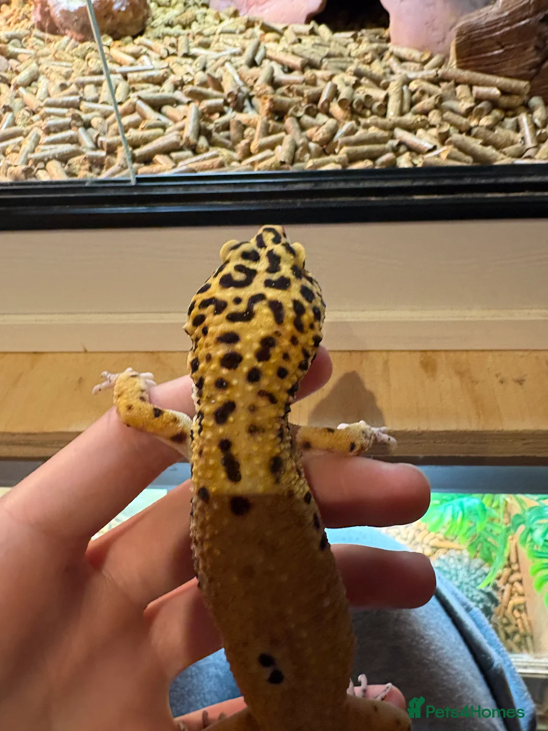 Leopard Gecko reptiles for sale: Male leopard gecko  - Advert 3