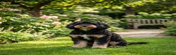 Cockapoo dogs for stud: Our gorgeous boy is available for stud  in Chatteris - Advert 5