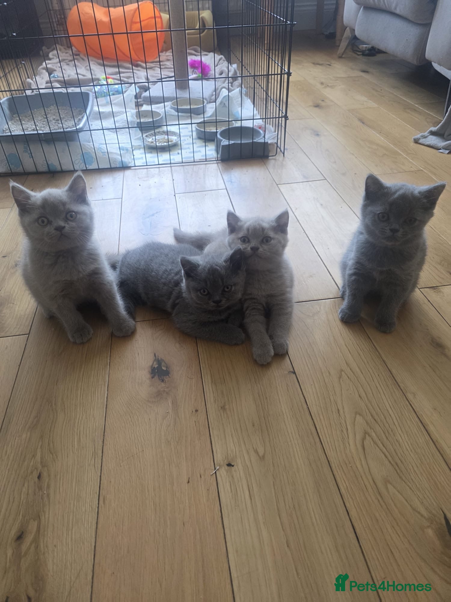 British Shorthair cats for sale: British shorthair - Advert 1