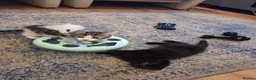 Mixed Breed cats for sale: Female kitten - Advert 5
