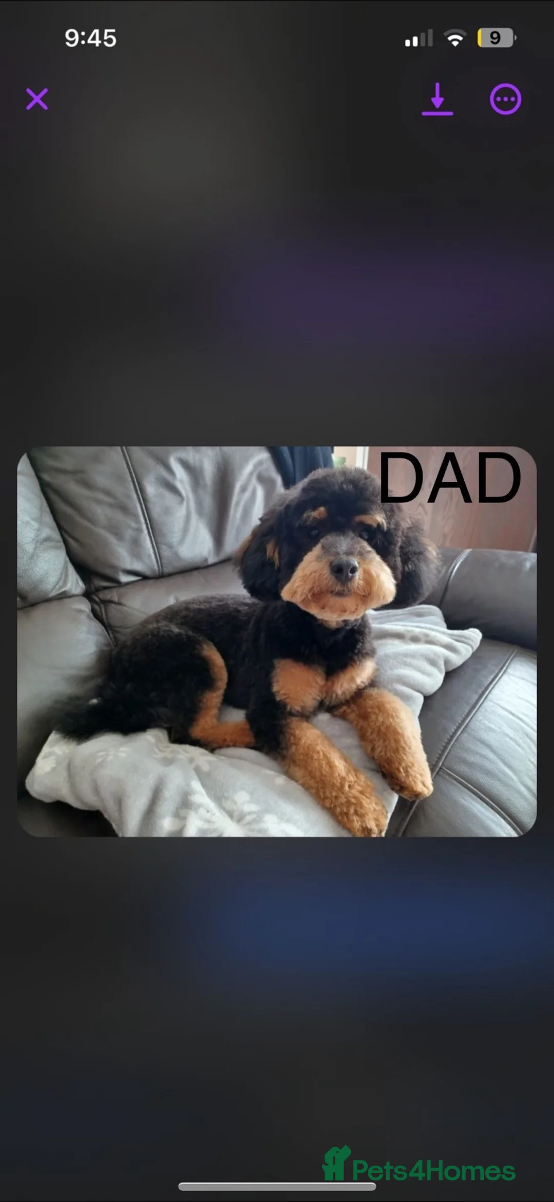 Cockapoo dogs for sale: 2 beautiful boys F2B - Advert 15