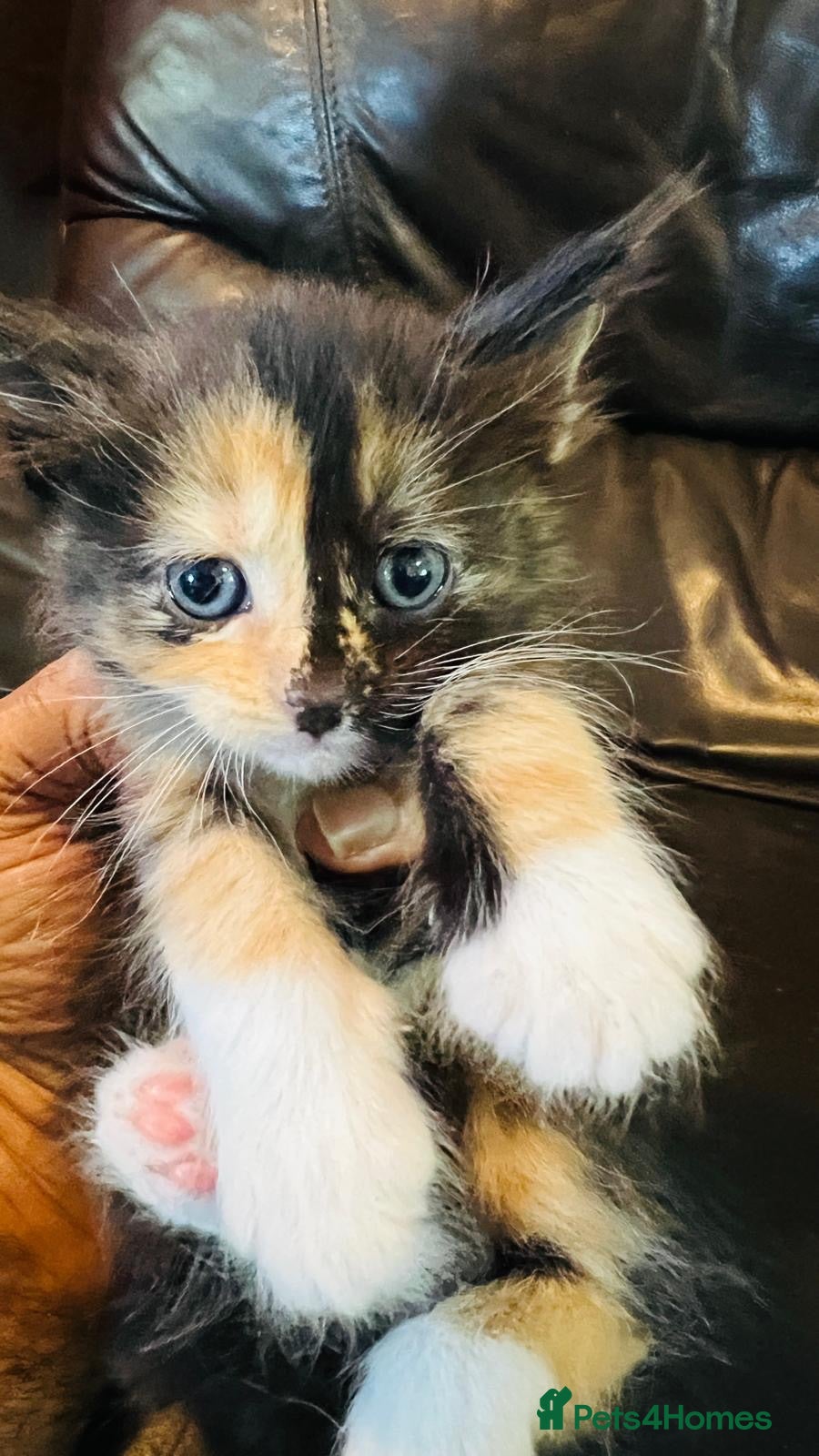 Mixed Breed cats Mainecoon cross - Advert 1