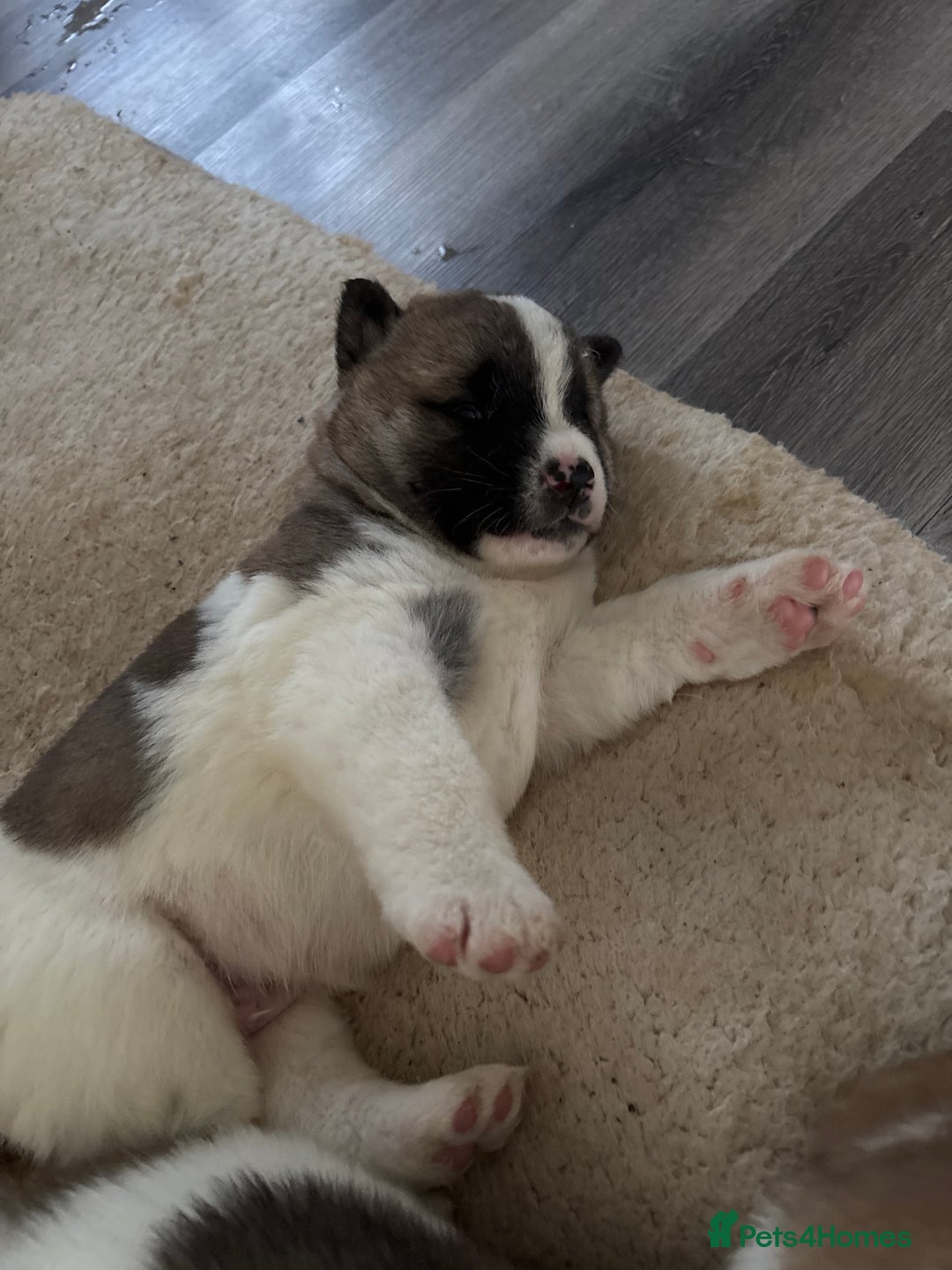 Akita dogs for sale: 3 male American Akita pups for sale - Advert 2