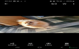 Pomeranian dogs for sale: Pomeranian,  from fully health tested parents  - Image 9