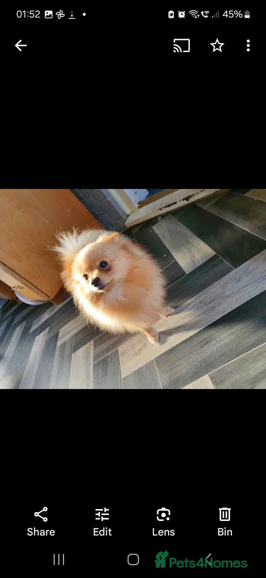 Pomeranian dogs for sale: Pomeranian,  from fully health tested parents  - Image 9