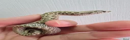 Snake reptiles for sale: Baby Western hognoses CB 26 From £80 - Advert 5