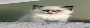 Ragdoll Kitten 4