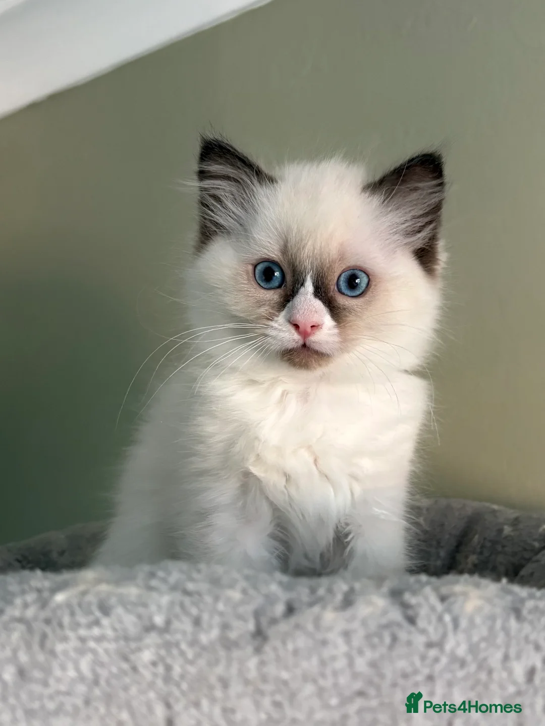 Ragdoll cats for sale: 2 boys ready now - Advert 15