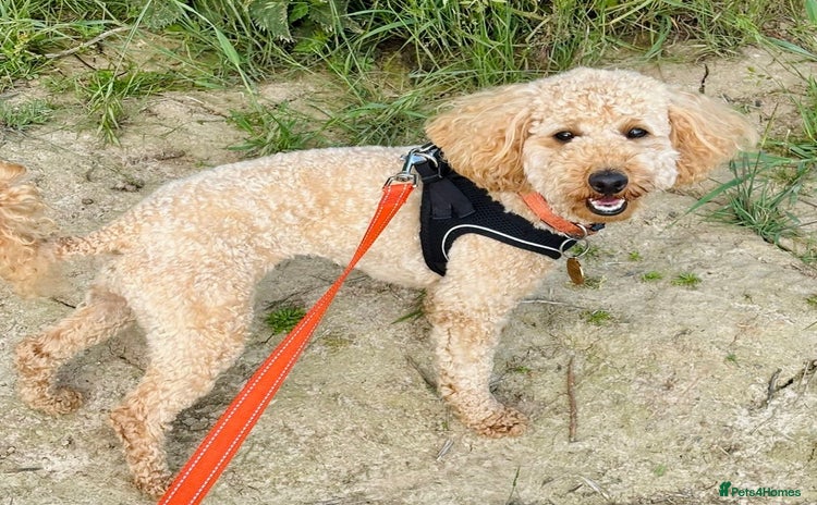 Miniature Poodle dogs - Advert 6