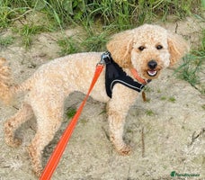 Miniature Poodle dogs Stunning Deep Red & Apricot Mini Poodle Puppies - Advert 11