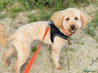 Miniature Poodle dogs - Advert 11