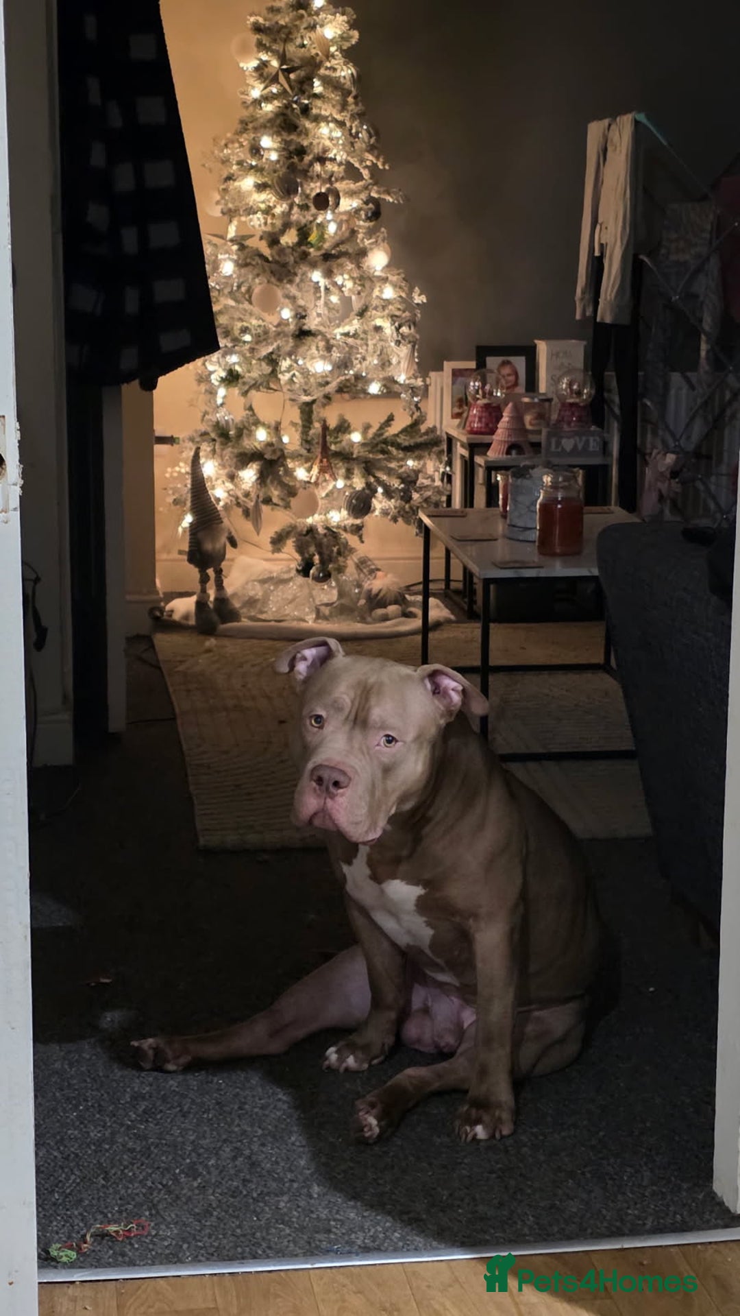 American Bully dogs for stud: Boy Pocket American bully  - Advert 10