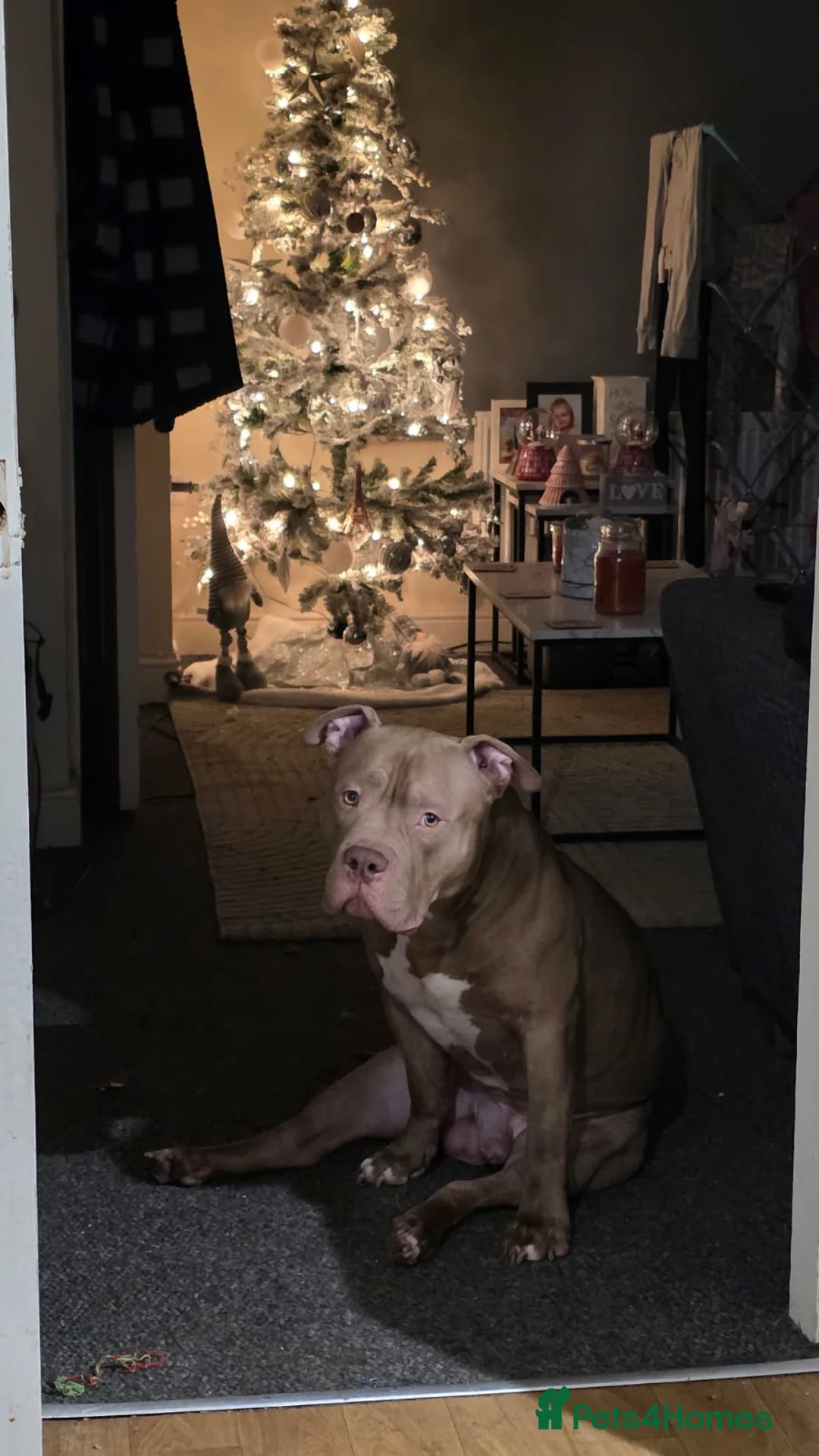 American Bully dogs for stud: Boy Pocket American bully  - Advert 10