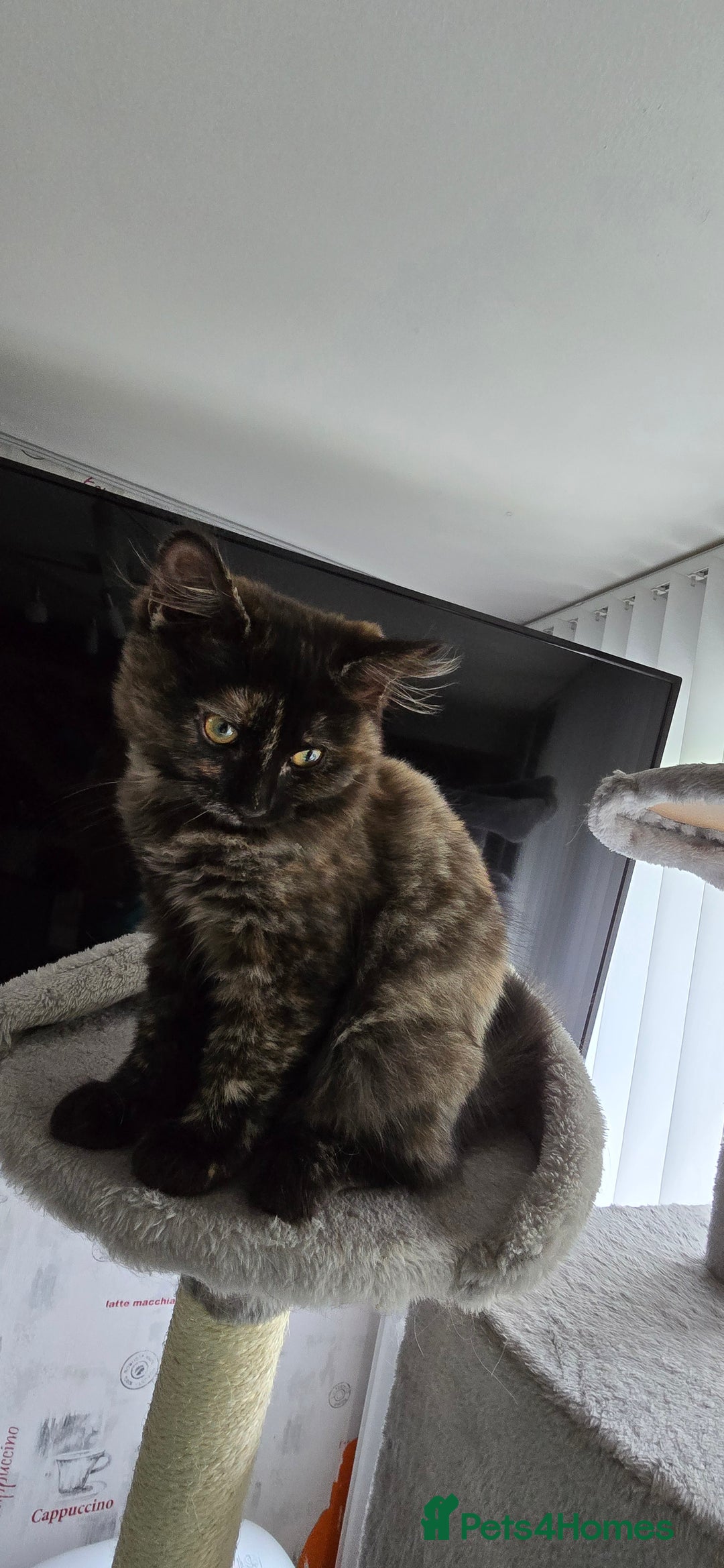 Maine Coon cats for sale: Amazing tortie Mainecoons - Image 25