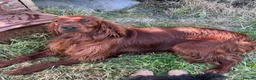 Irish Setter dogs for sale: Quality IRISH SETTER Puppies - Advert 32