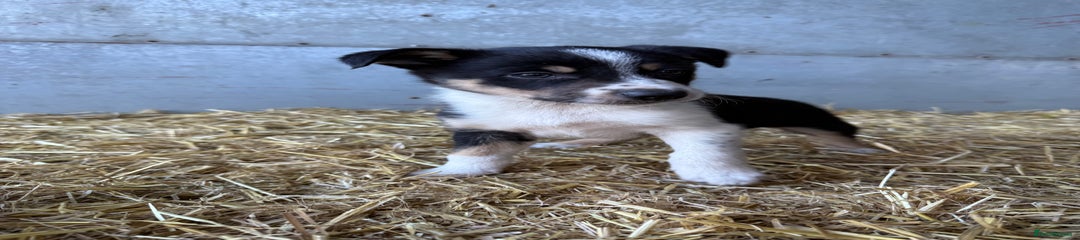 Border Collie Puppy 2