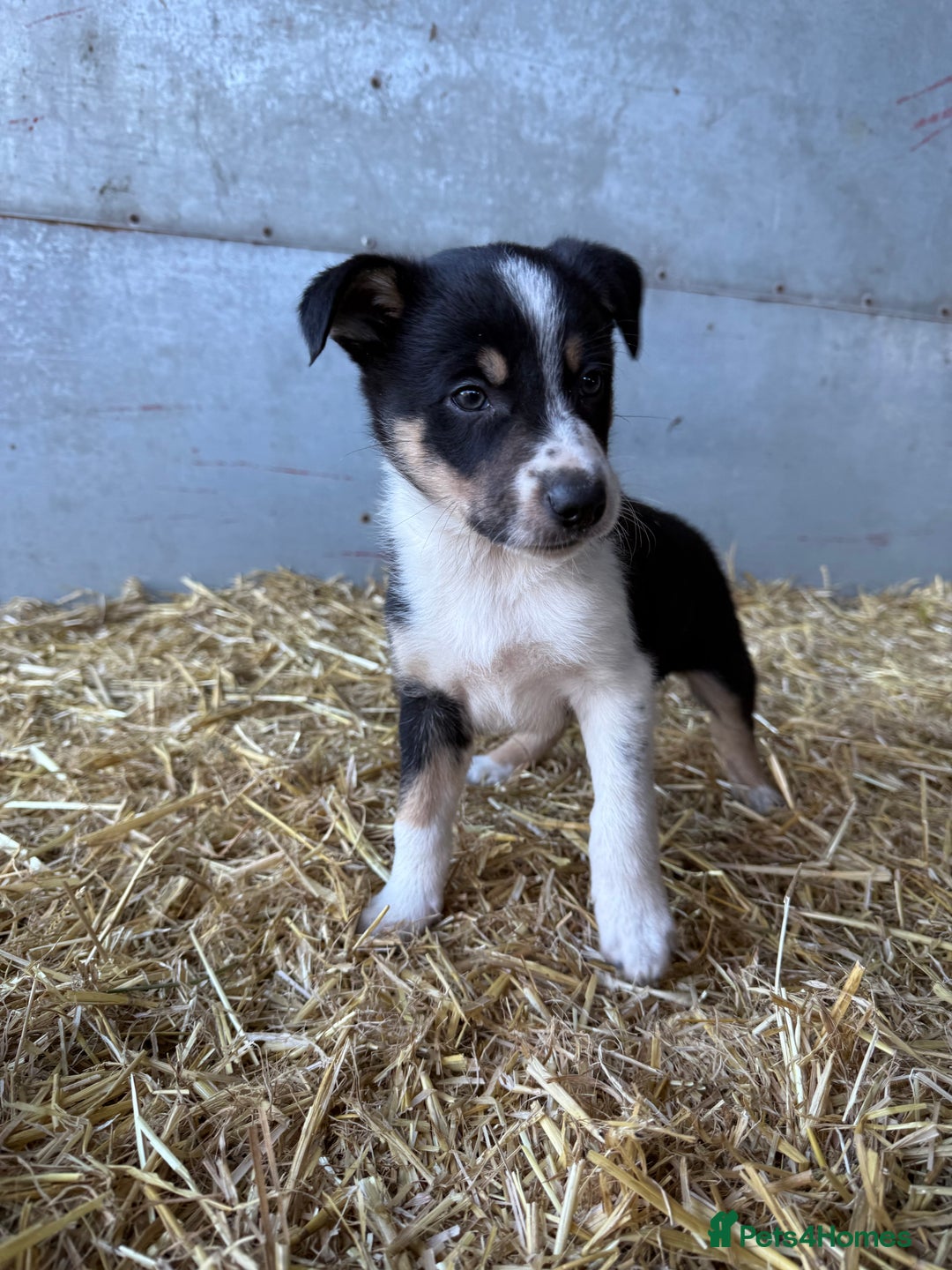 Border Collie dogs for sale: Border Collies Puppies For Sale - Image 1