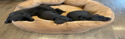 Labrador Retriever dogs for sale: Black Labrador Puppies VERY well socialised  - Advert 5
