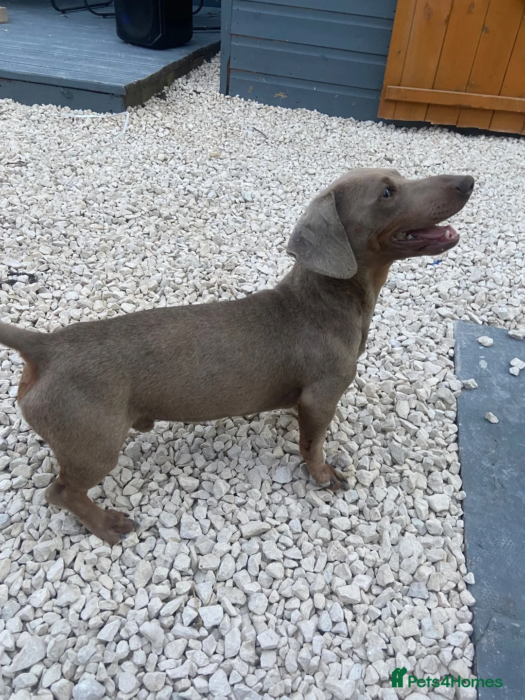 Miniature Dachshund dogs for sale: Miniature dashound boy - Advert 2