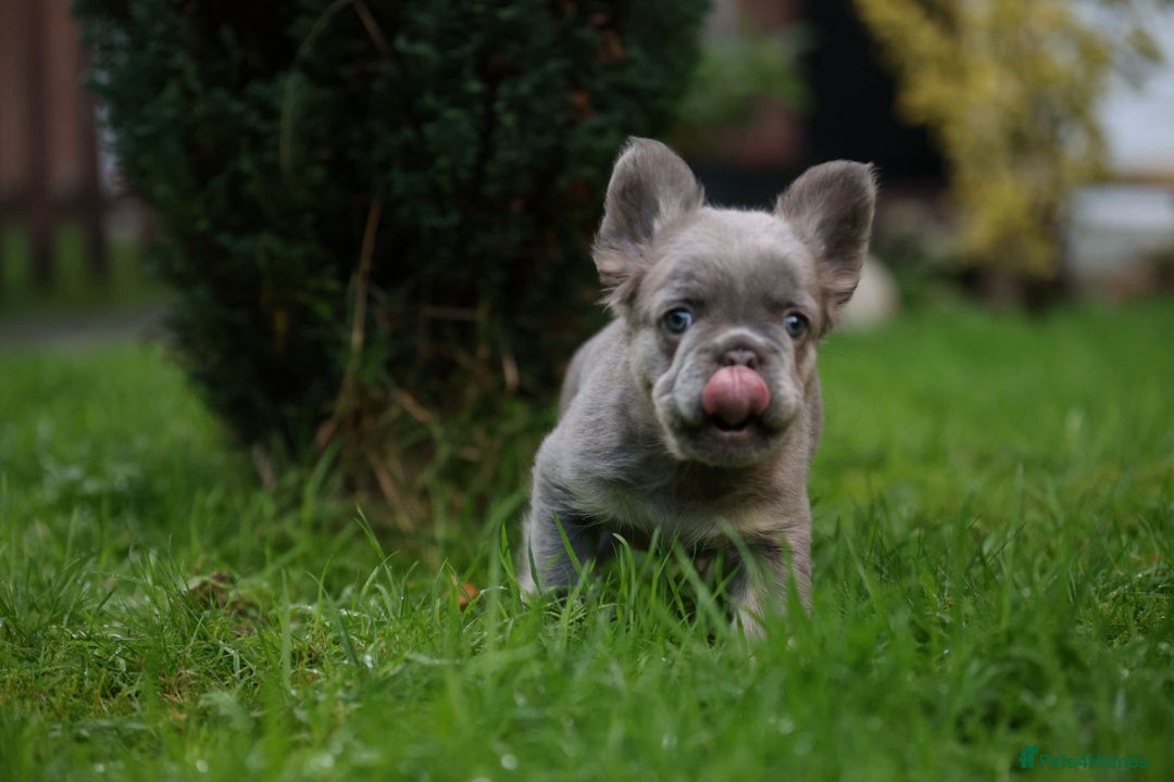 French Bulldog dogs for sale: French bulldog male - Advert 9