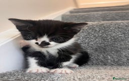 Mixed Breed cats for sale: 3 beautiful boy kittens - Image 4