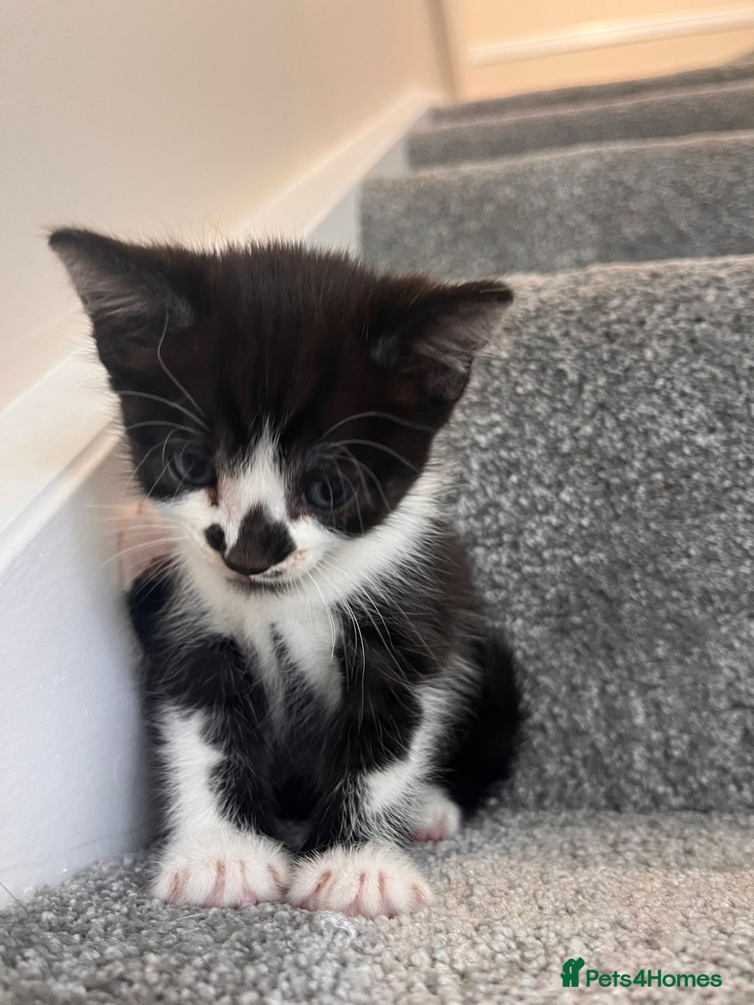 Mixed Breed cats for sale: 3 beautiful boy kittens - Image 4