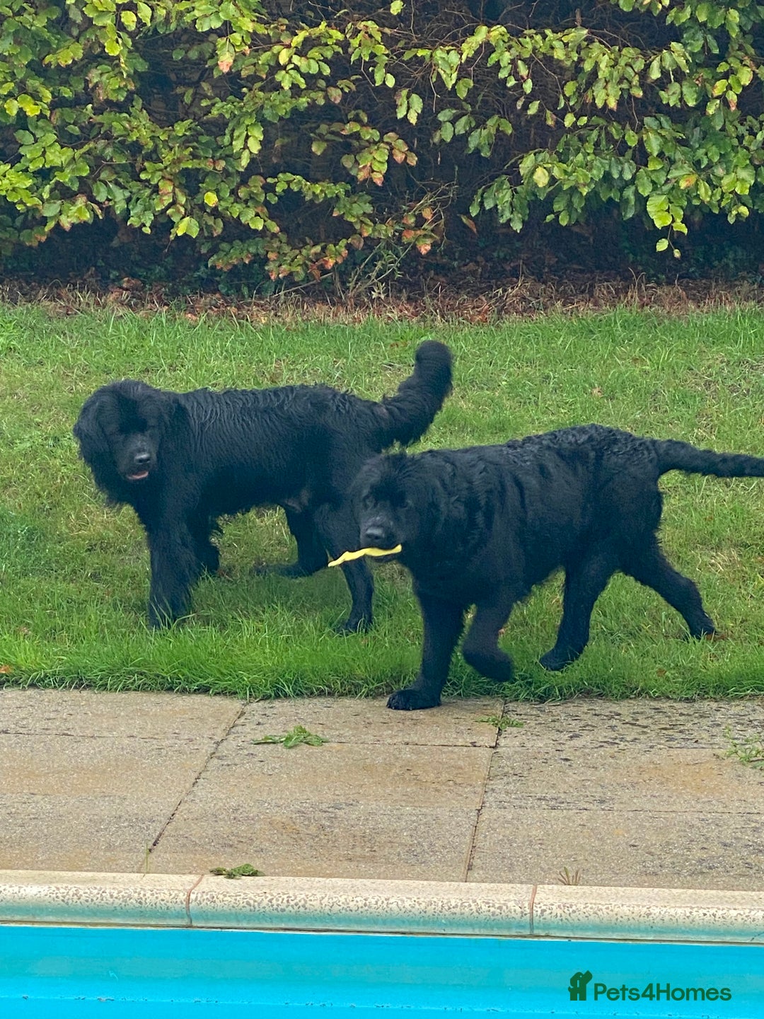 Newfoundland dogs for sale: GORGEOUS NEWFOUNDLAND SISTERs - Advert 1