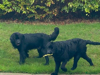 Newfoundland dogs GORGEOUS NEWFOUNDLAND SISTERs - Advert 1