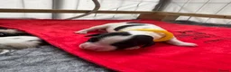 English Springer Spaniel dogs for sale: KC Champion bred Springer Spaniels - Advert 13