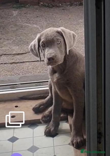Labrador Retriever dogs Stunning sliver labradors  - Advert 2