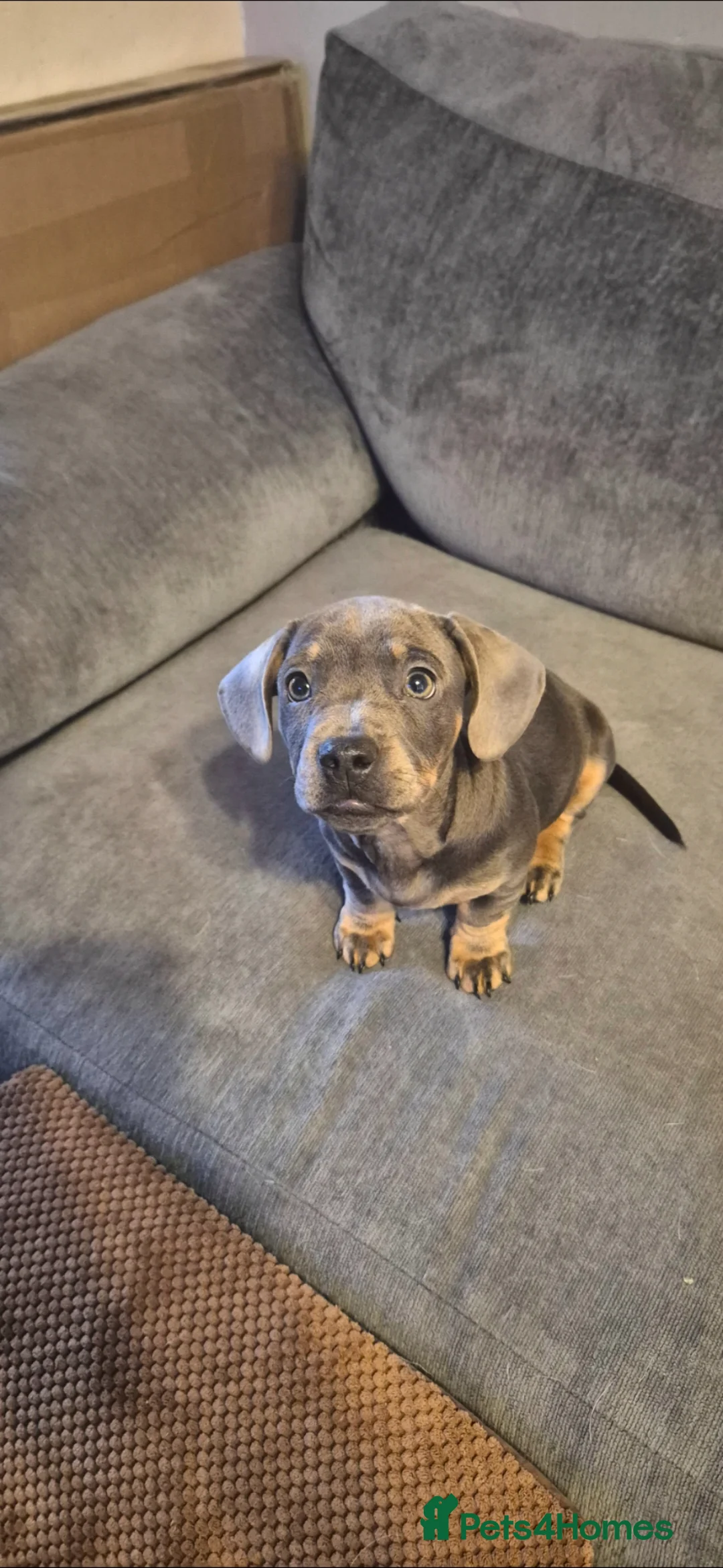 Mixed Breed dogs for sale: Miniature dachshund mixed breed in Ilkeston - Advert 2