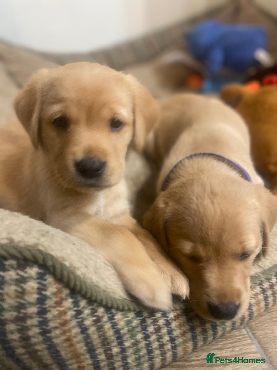 Labrador Retriever dogs for sale: Gorgeous Working Labrador puppies  - Advert 1