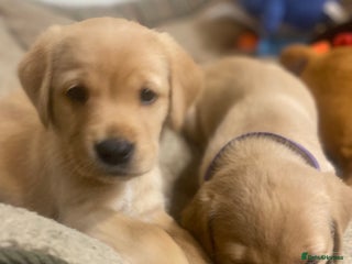 Labrador Retriever dogs Gorgeous Working Labrador puppies - Advert 1