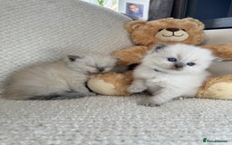 Ragdoll cats for sale: Stunning Bluepoint Ragdoll Kittens for sale - Image 14