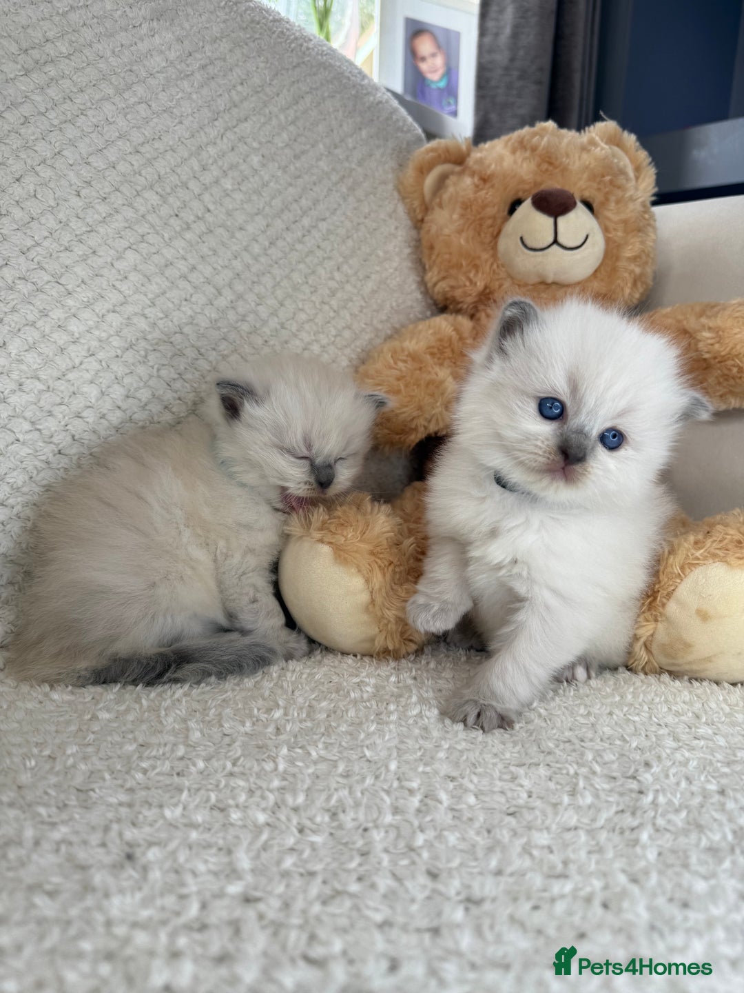 Ragdoll cats for sale: Stunning Bluepoint Ragdoll Kittens for sale - Image 14