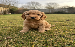 Cockapoo dogs for sale: F2b Cockapoo Puppies - 3 x girls still available - Image 8