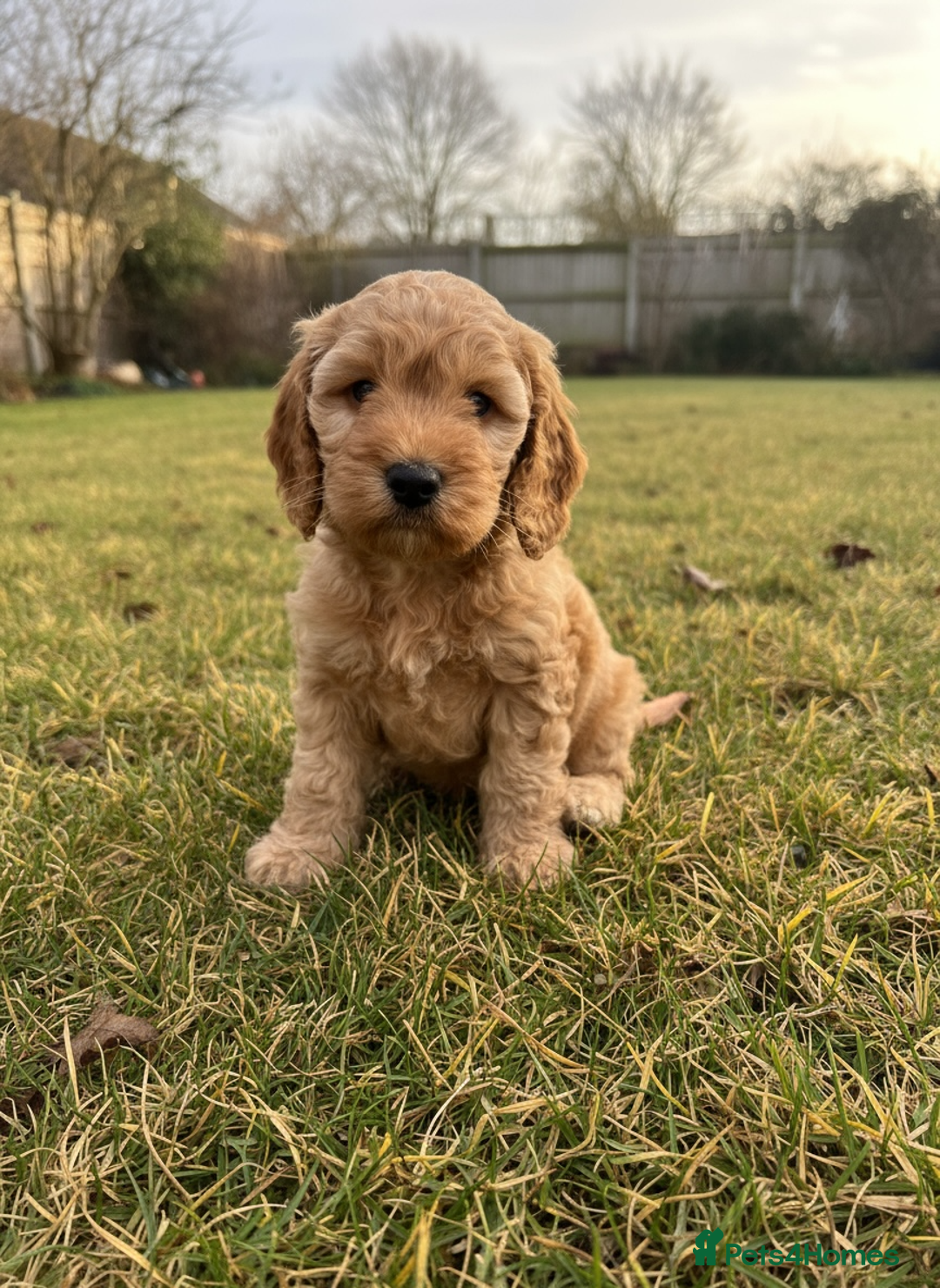 Cockapoo dogs for sale: F2b Cockapoo Puppies - 3 x girls still available - Image 8